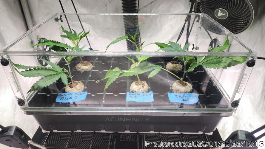 Chill Out OG - MrGrowIt - FabricPotScrog. Week 13