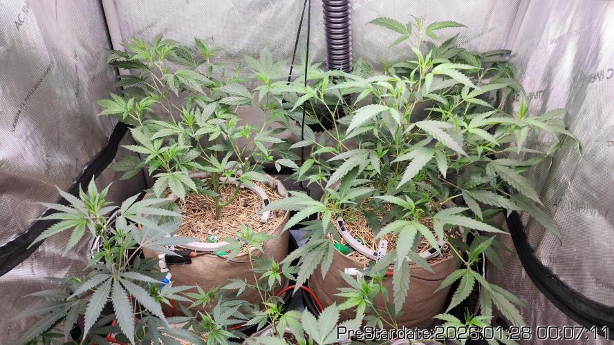 Chill Out OG - MrGrowIt - FabricPotScrog. Week 13
