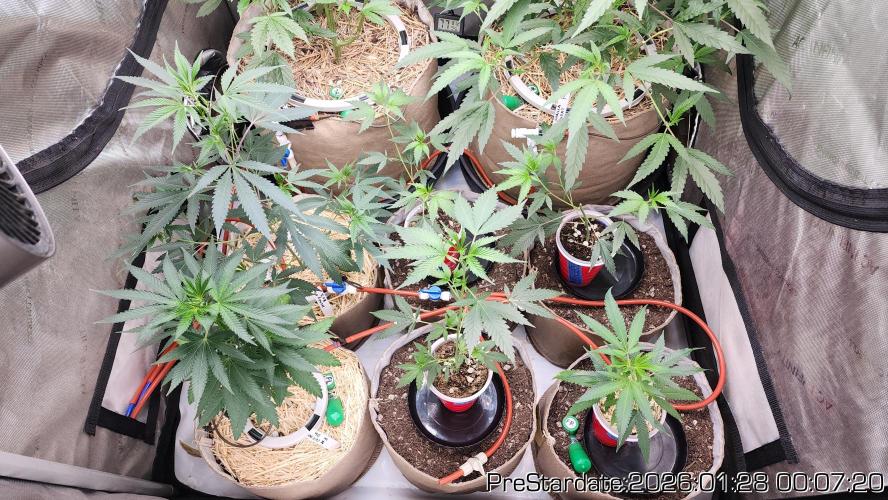Chill Out OG - MrGrowIt - FabricPotScrog. Week 13