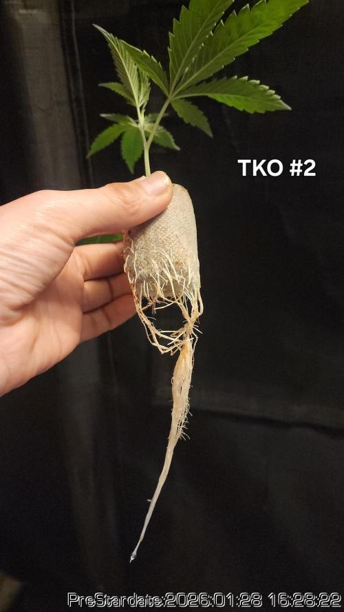 Chill Out OG - MrGrowIt - FabricPotScrog. Week 13