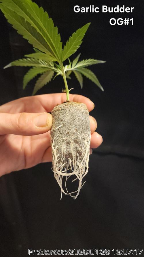 Chill Out OG - MrGrowIt - FabricPotScrog. Week 13
