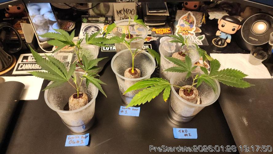 Chill Out OG - MrGrowIt - FabricPotScrog. Week 13