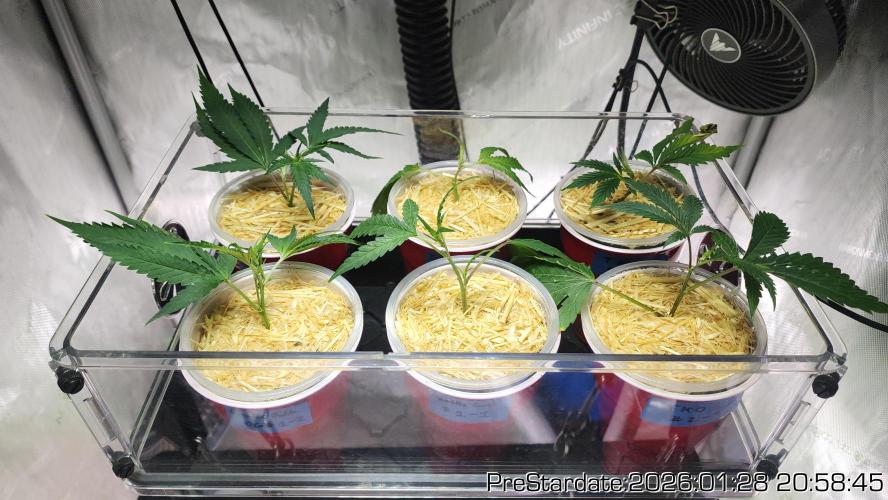 Chill Out OG - MrGrowIt - FabricPotScrog. Week 13