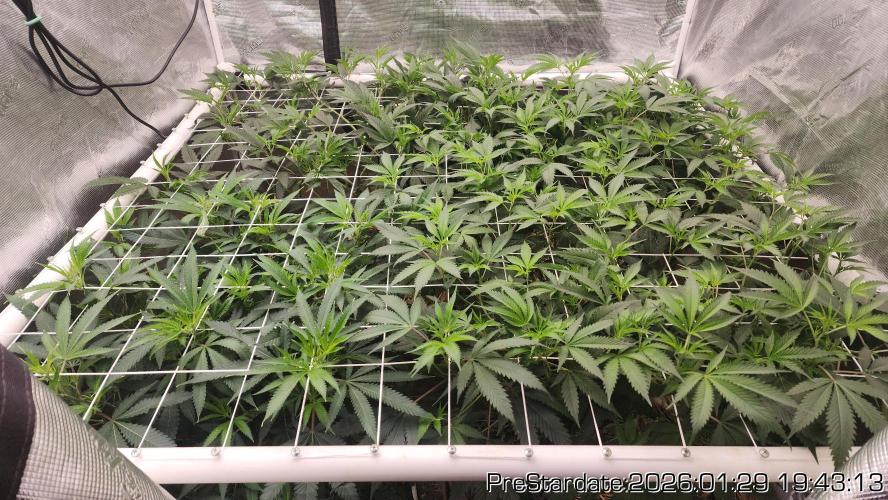 Chill Out OG - MrGrowIt - FabricPotScrog. Week 13