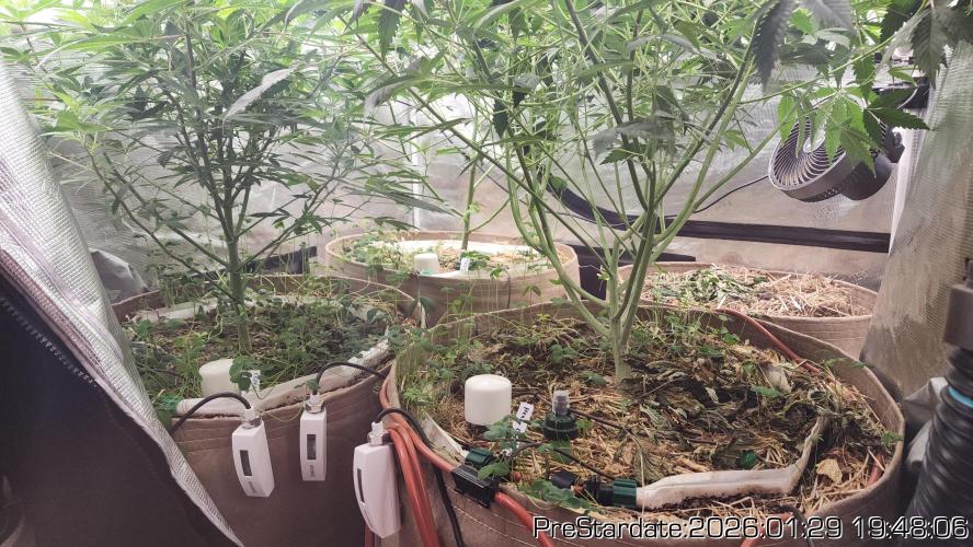 Chill Out OG - MrGrowIt - FabricPotScrog. Week 13