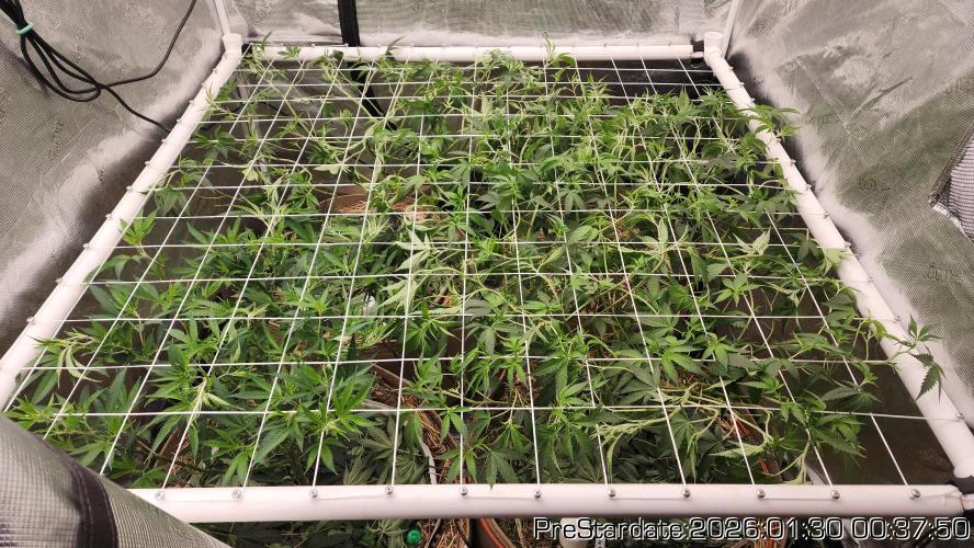 Chill Out OG - MrGrowIt - FabricPotScrog. Week 13