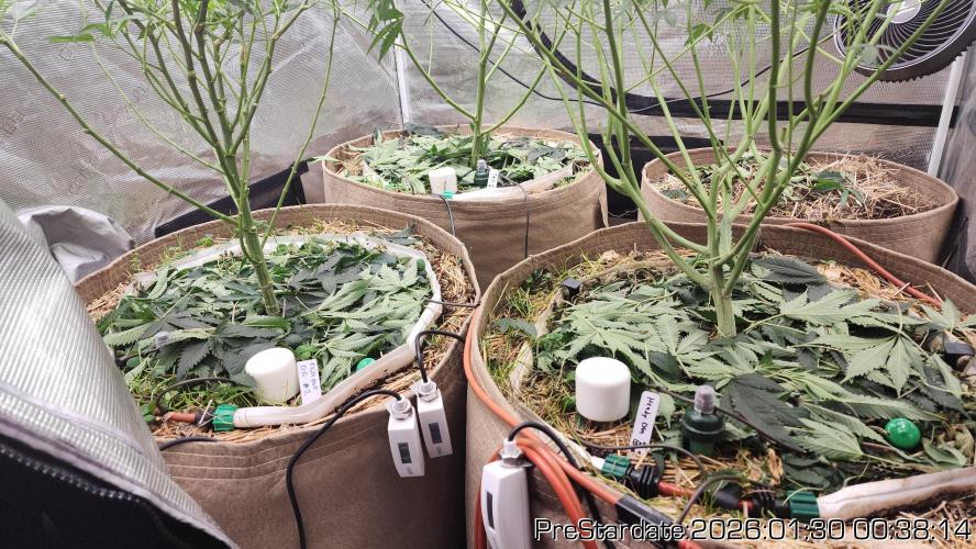 Chill Out OG - MrGrowIt - FabricPotScrog. Week 13