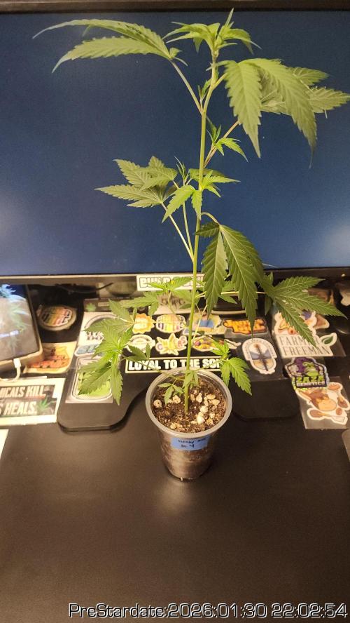 Chill Out OG - MrGrowIt - FabricPotScrog. Week 13