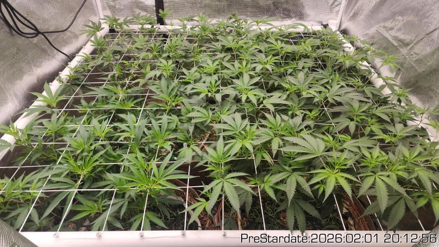 Chill Out OG - MrGrowIt - FabricPotScrog. Week 13