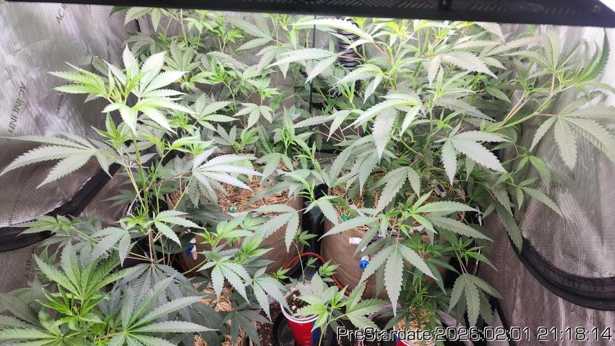 Chill Out OG - MrGrowIt - FabricPotScrog. Week 13