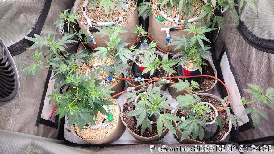Chill Out OG - MrGrowIt - FabricPotScrog. Week 13