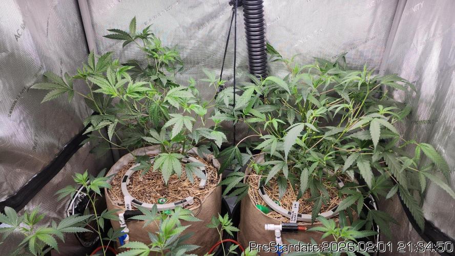 Chill Out OG - MrGrowIt - FabricPotScrog. Week 13