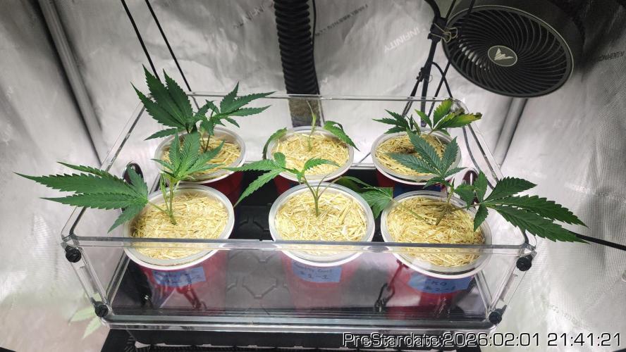 Chill Out OG - MrGrowIt - FabricPotScrog. Week 13