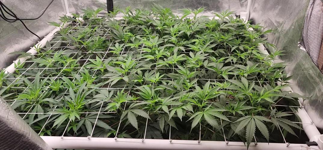 Chill Out OG - MrGrowIt - FabricPotScrog