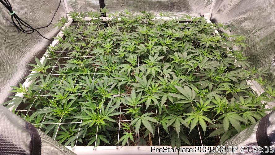 Chill Out OG - MrGrowIt - FabricPotScrog. Week 14