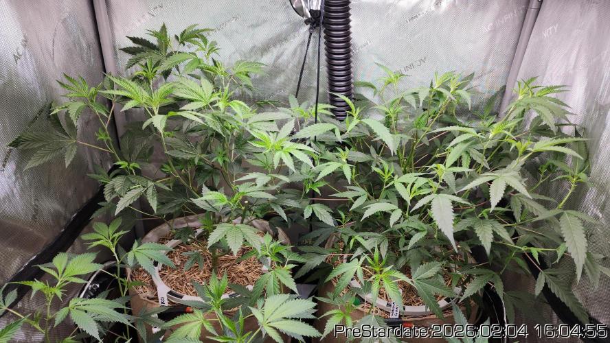 Chill Out OG - MrGrowIt - FabricPotScrog. Week 14