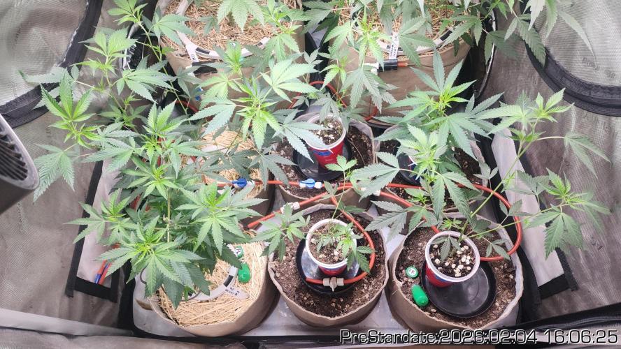 Chill Out OG - MrGrowIt - FabricPotScrog. Week 14