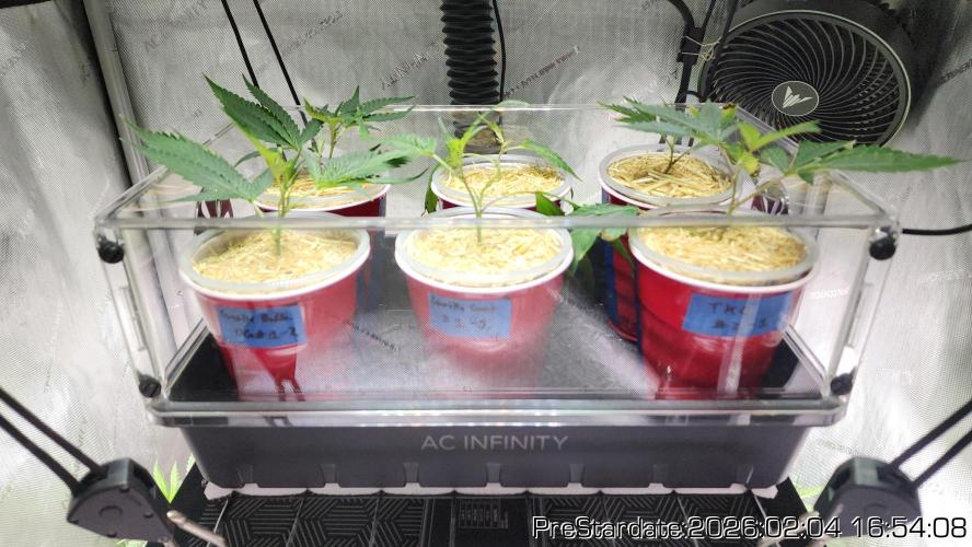 Chill Out OG - MrGrowIt - FabricPotScrog. Week 14