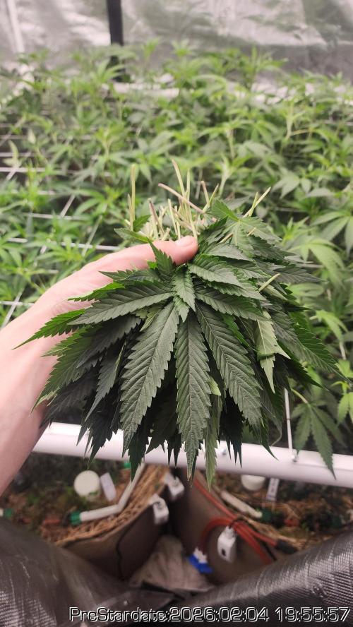 Chill Out OG - MrGrowIt - FabricPotScrog. Week 14