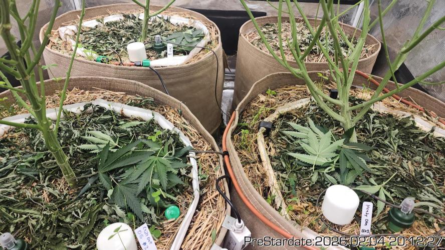 Chill Out OG - MrGrowIt - FabricPotScrog. Week 14