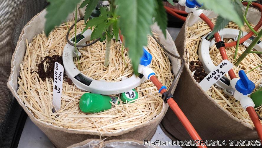 Chill Out OG - MrGrowIt - FabricPotScrog. Week 14