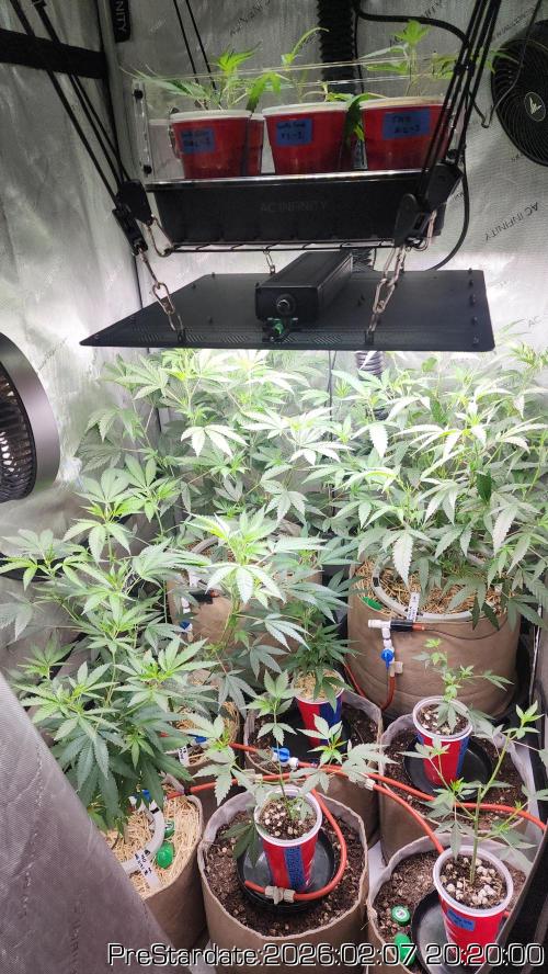 Chill Out OG - MrGrowIt - FabricPotScrog. Week 14