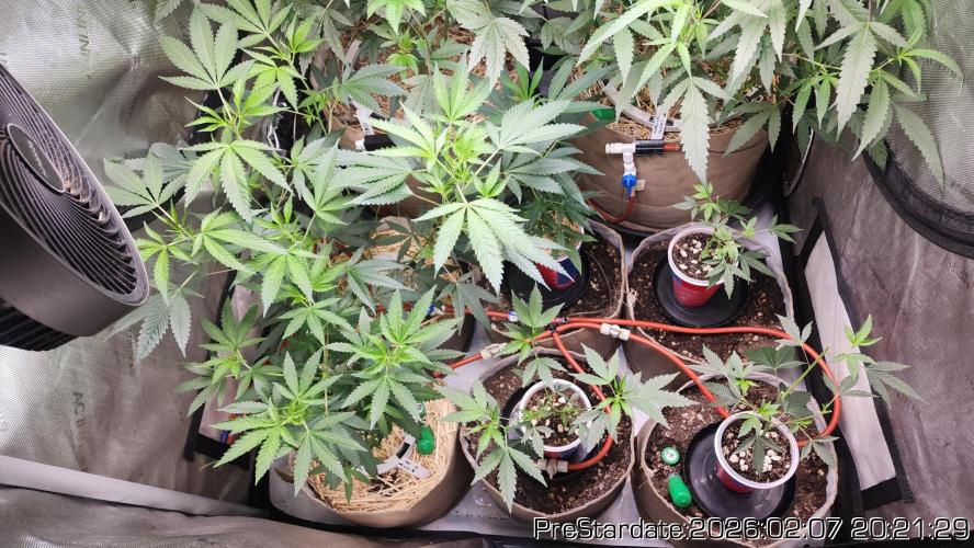 Chill Out OG - MrGrowIt - FabricPotScrog. Week 14