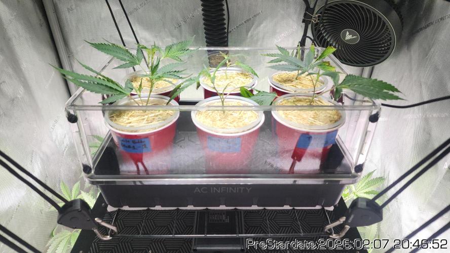 Chill Out OG - MrGrowIt - FabricPotScrog. Week 14