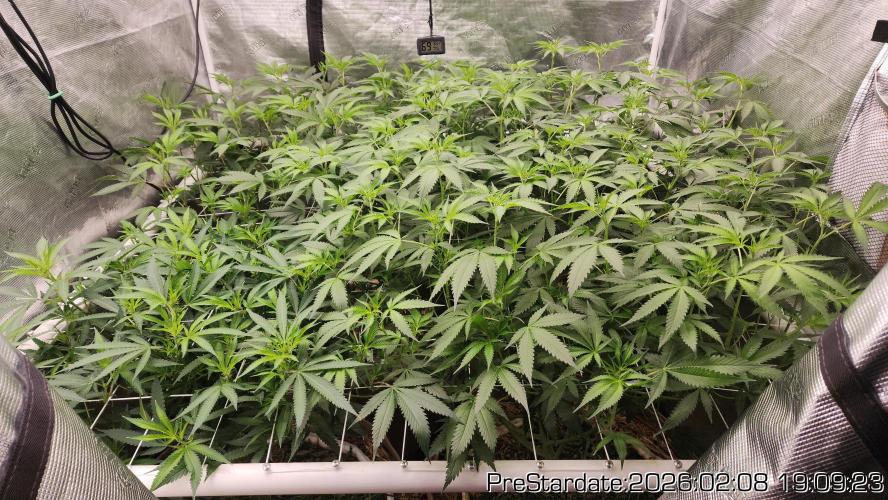Chill Out OG - MrGrowIt - FabricPotScrog. Week 14