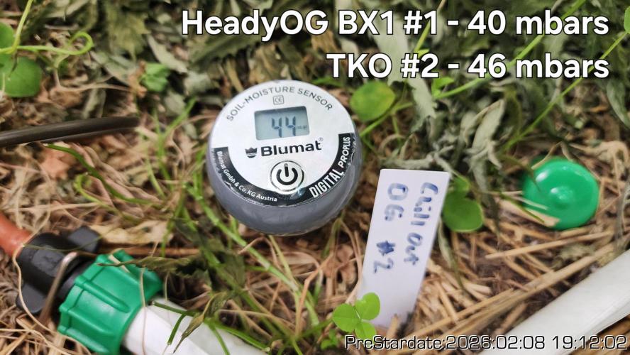 Chill Out OG - MrGrowIt - FabricPotScrog. Week 14