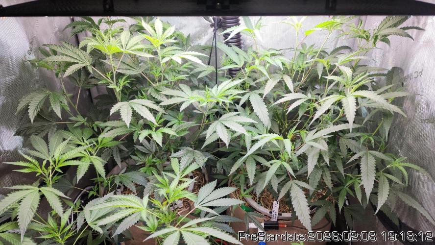 Chill Out OG - MrGrowIt - FabricPotScrog. Week 14
