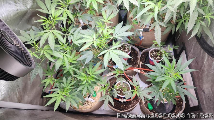 Chill Out OG - MrGrowIt - FabricPotScrog. Week 14