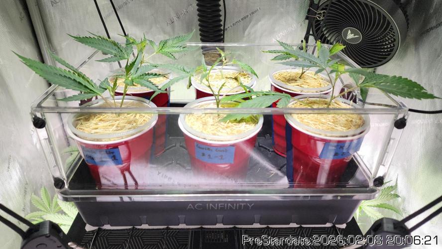 Chill Out OG - MrGrowIt - FabricPotScrog. Week 14