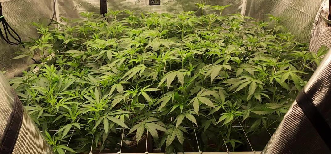 Chill Out OG - MrGrowIt - FabricPotScrog