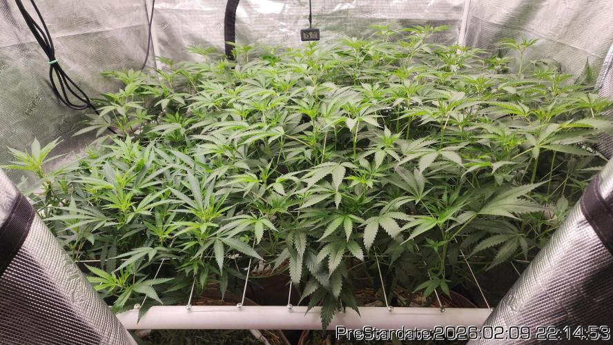 Chill Out OG - MrGrowIt - FabricPotScrog. Week 15