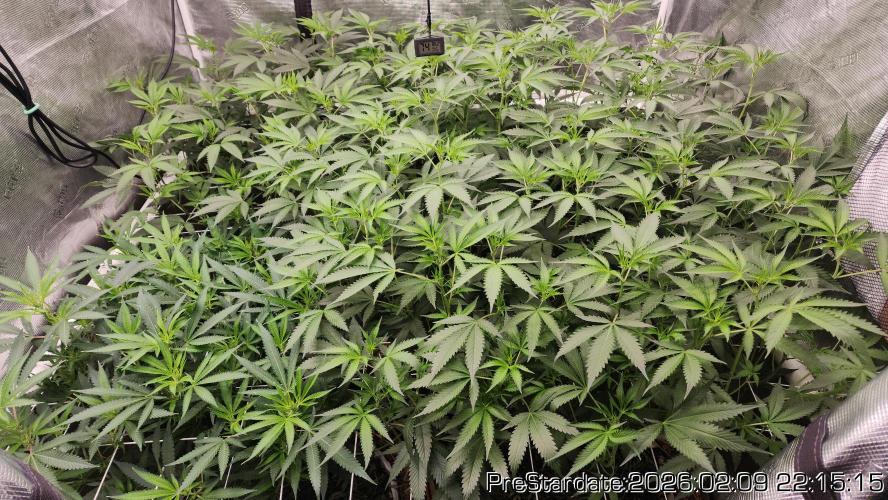 Chill Out OG - MrGrowIt - FabricPotScrog. Week 15
