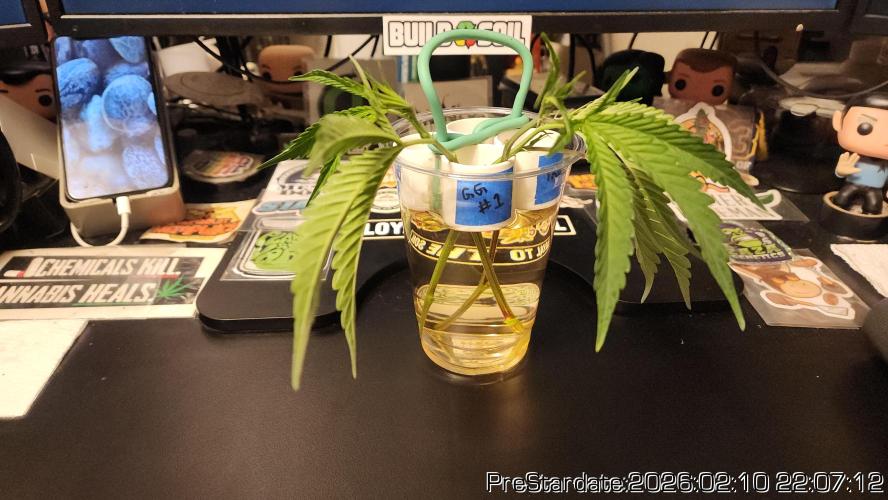 Chill Out OG - MrGrowIt - FabricPotScrog. Week 15