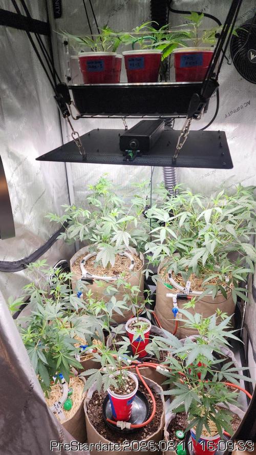 Chill Out OG - MrGrowIt - FabricPotScrog. Week 15
