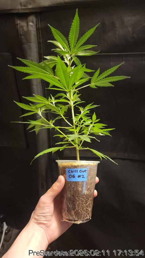 Chill Out OG - MrGrowIt - FabricPotScrog. Week 15