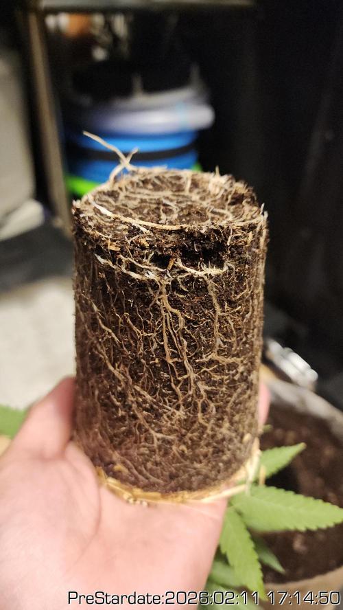 Chill Out OG - MrGrowIt - FabricPotScrog. Week 15