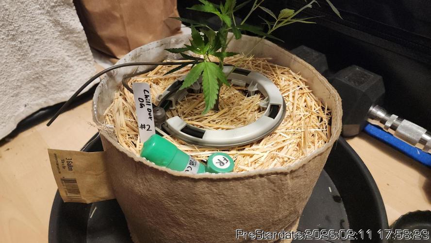 Chill Out OG - MrGrowIt - FabricPotScrog. Week 15