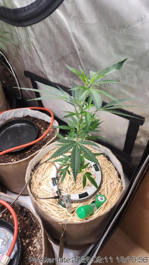 Chill Out OG - MrGrowIt - FabricPotScrog. Week 15