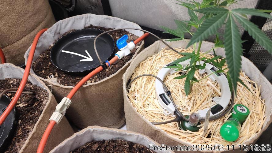 Chill Out OG - MrGrowIt - FabricPotScrog. Week 15