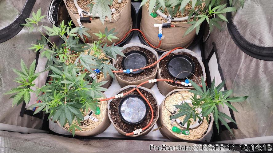 Chill Out OG - MrGrowIt - FabricPotScrog. Week 15
