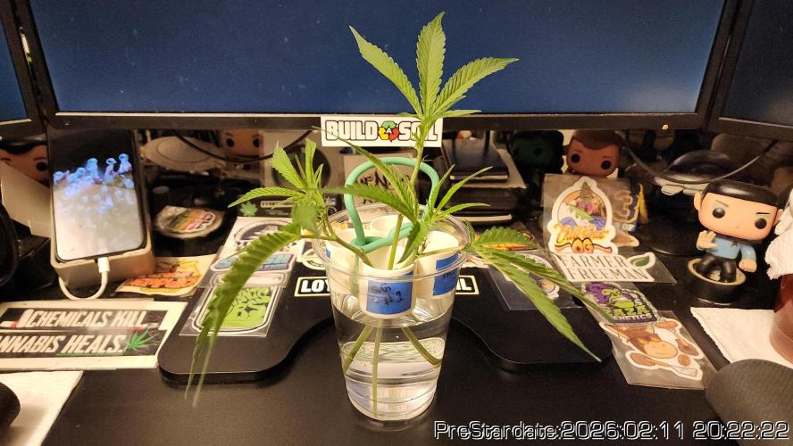 Chill Out OG - MrGrowIt - FabricPotScrog. Week 15