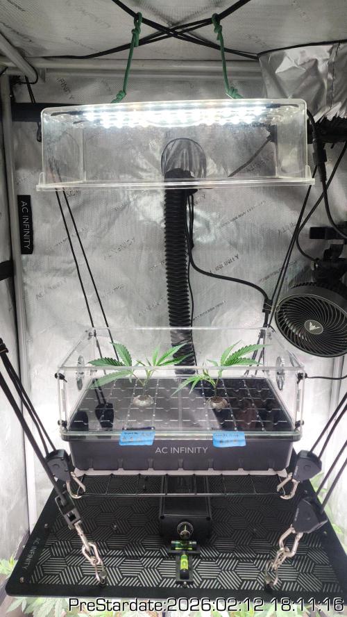 Chill Out OG - MrGrowIt - FabricPotScrog. Week 15