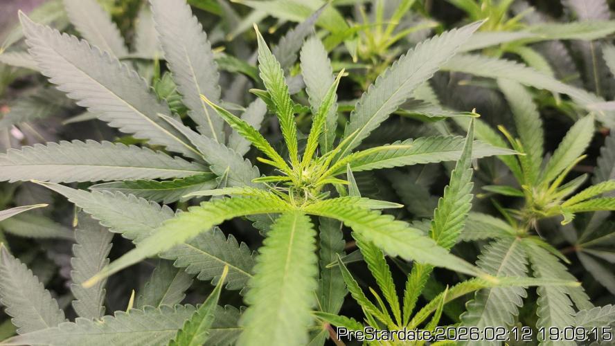 Chill Out OG - MrGrowIt - FabricPotScrog. Week 15
