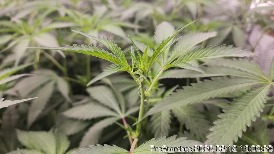 Chill Out OG - MrGrowIt - FabricPotScrog. Week 15