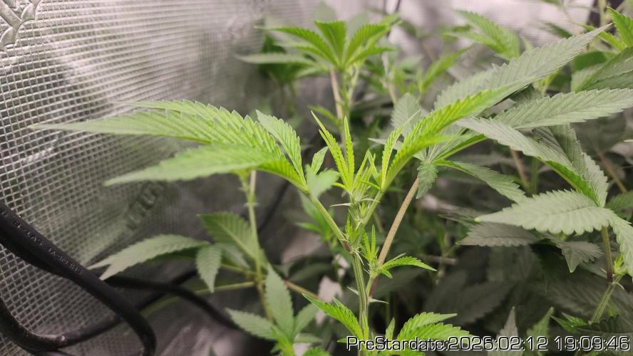 Chill Out OG - MrGrowIt - FabricPotScrog. Week 15