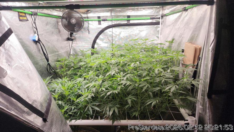Chill Out OG - MrGrowIt - FabricPotScrog. Week 15
